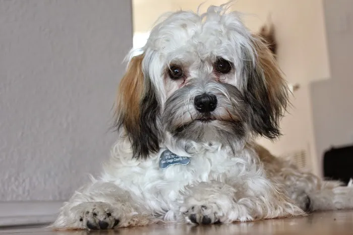 Paradise Veterinary Hospital 9