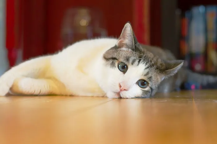 Paradise Veterinary Hospital 2