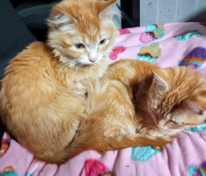 SNAP: Spay-Neuter Action Project of San Diego 8
