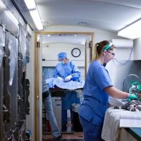 SNAP: Spay-Neuter Action Project of San Diego ico