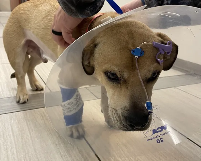 Rose Canyon Animal Hospital 12
