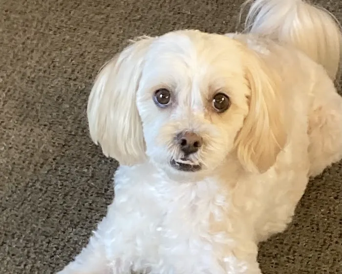 Animal & Bird Hospital of Del Mar 7