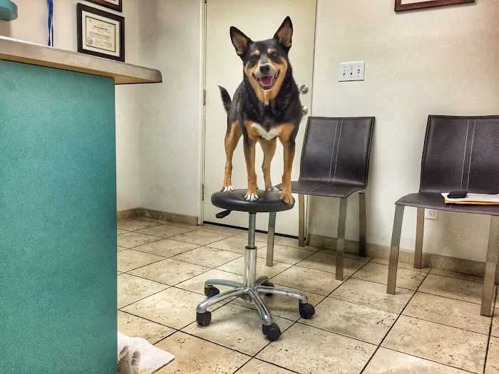 Animal & Bird Hospital of Del Mar 10