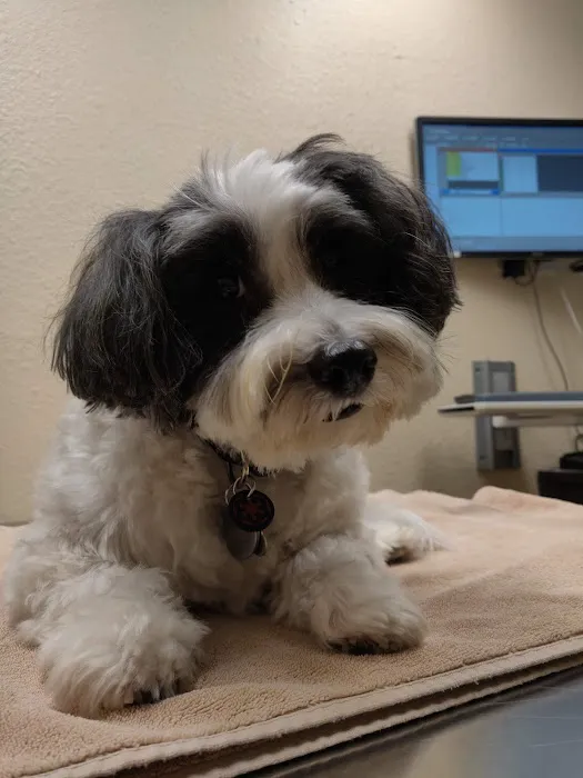 Del Mar Veterinary Hospital 2