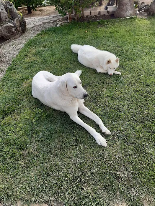 Del Mar Veterinary Hospital 9