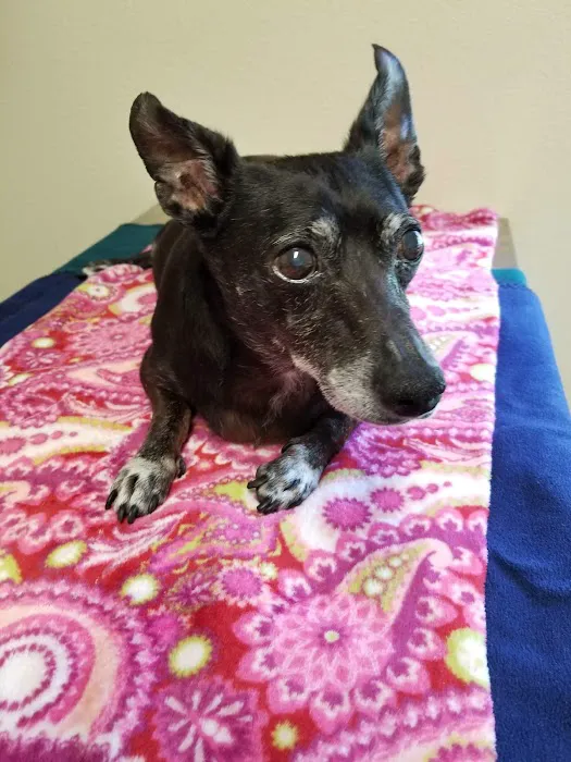 Del Mar Veterinary Hospital 8