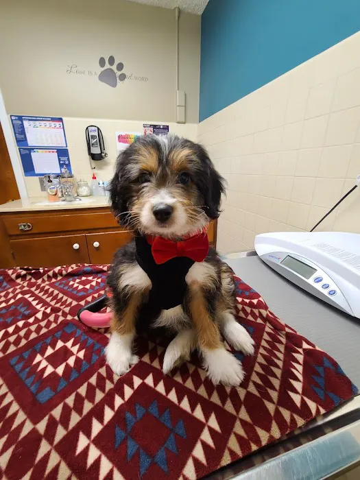 Academy Animal Hospital 12