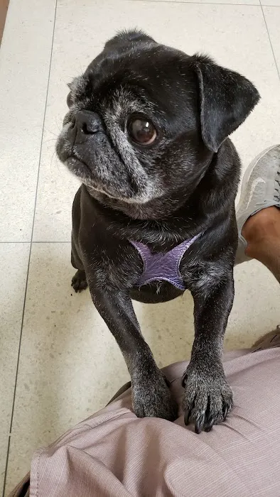 Academy Animal Hospital 12