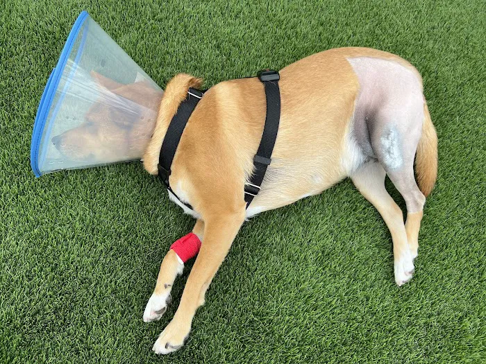 Animal Outpatient Surgery of San Diego and Blue Sky Veterinary Services, Inc. 10