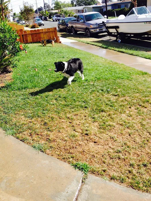 Animal Outpatient Surgery of San Diego and Blue Sky Veterinary Services, Inc. 7