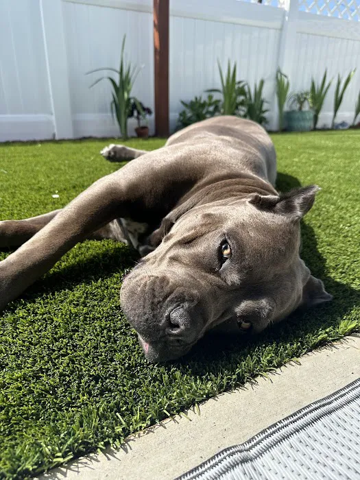 Animal Outpatient Surgery of San Diego and Blue Sky Veterinary Services, Inc. 2