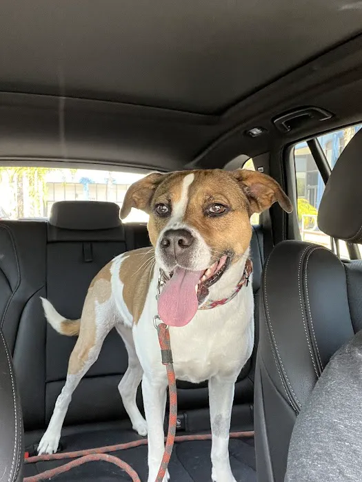 Animal Outpatient Surgery of San Diego and Blue Sky Veterinary Services, Inc. 5