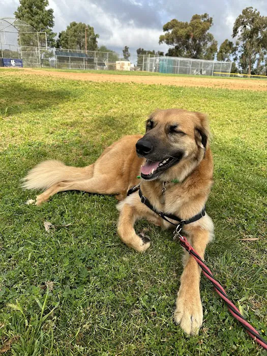 Animal Outpatient Surgery of San Diego and Blue Sky Veterinary Services, Inc. 6