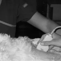 Veterinary Imaging Center of San Diego ico