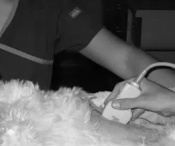 Veterinary Imaging Center of San Diego