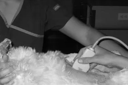 Veterinary Imaging Center of San Diego