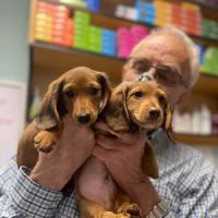 Lindsey Vet Care ico