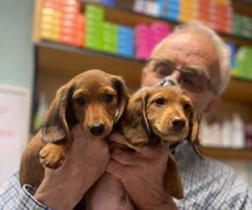 Lindsey Vet Care