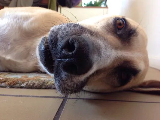 Eye Care for Animals - San Diego 1