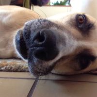 Eye Care for Animals - San Diego ico