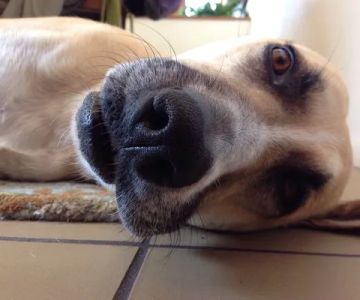 Eye Care for Animals - San Diego