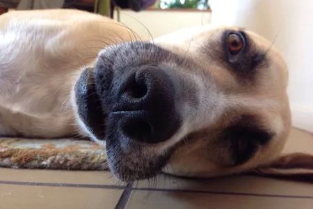 Eye Care for Animals - San Diego
