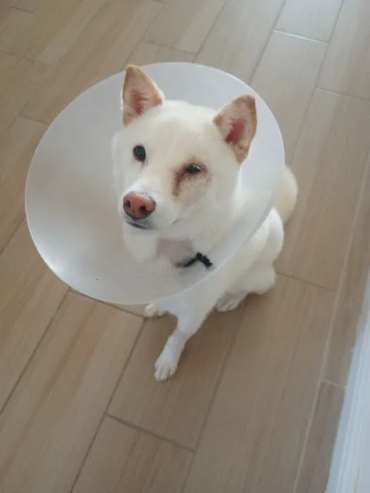 Eye Care for Animals - San Diego 9
