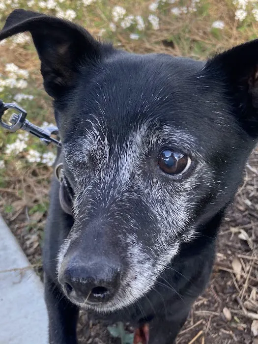 Eye Care for Animals - San Diego 10