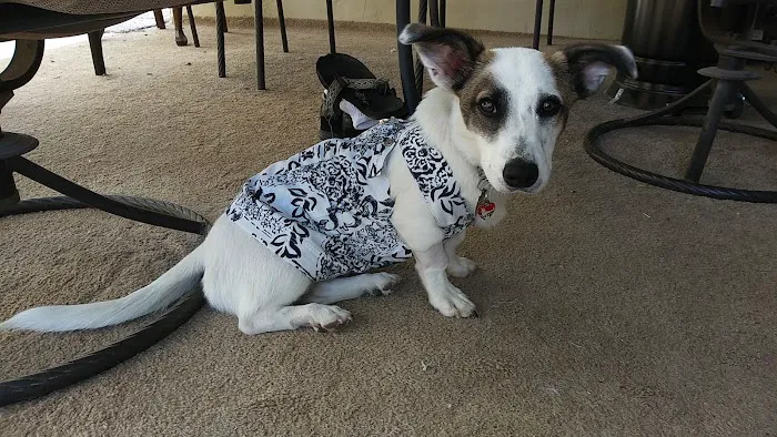 Ark Animal Hospital 10