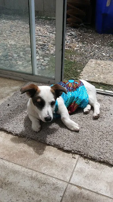 Ark Animal Hospital 8