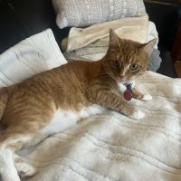 Pet Derm: Allergy, Skin, and Ear Specialists ico
