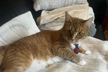 Pet Derm: Allergy, Skin, and Ear Specialists