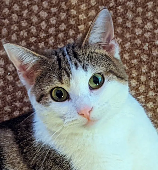 Pet Derm: Allergy, Skin, and Ear Specialists 3