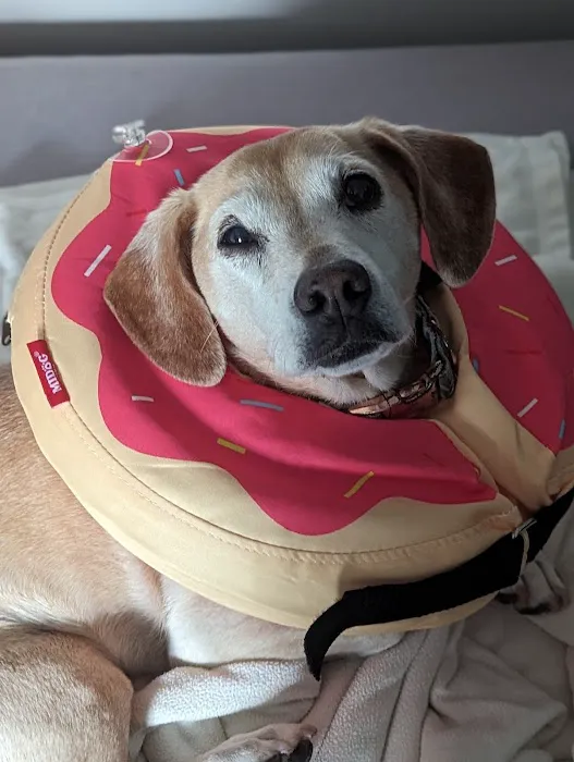 Emergency Veterinary Services 12