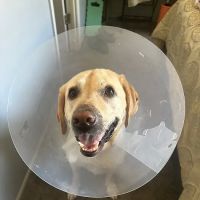 Emergency Veterinary Services ico