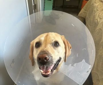 Emergency Veterinary Services