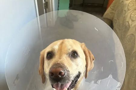 Emergency Veterinary Services