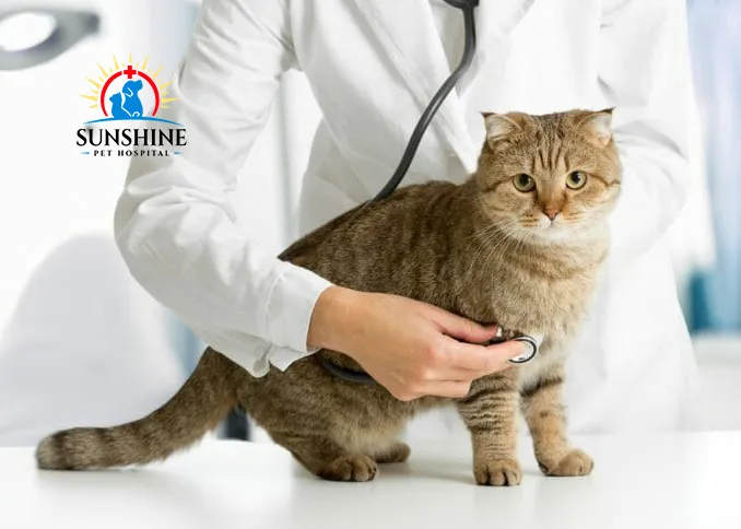 Sunshine Pet Hospital 1