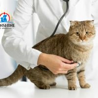 Sunshine Pet Hospital ico