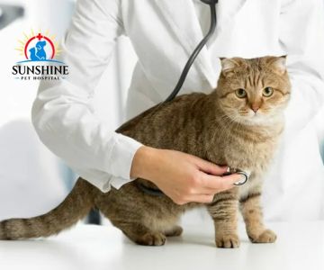 Sunshine Pet Hospital