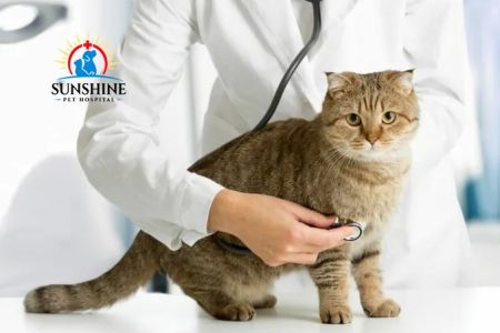 Sunshine Pet Hospital