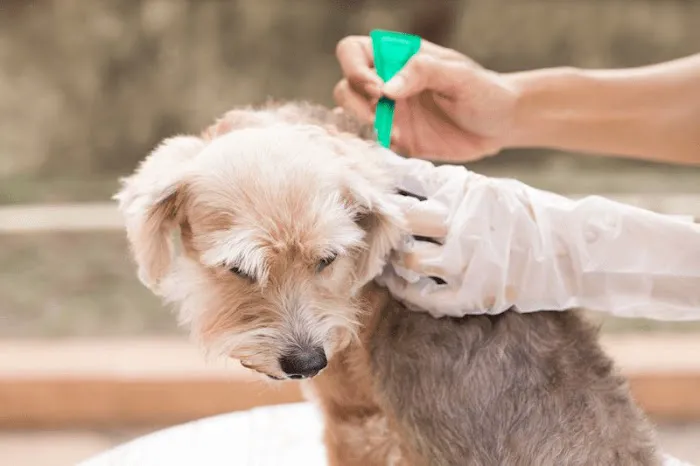 Sunshine Pet Hospital 2