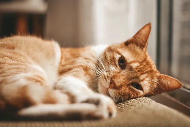 Sunshine Pet Hospital 4