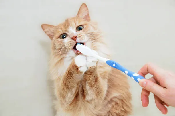 Sunshine Pet Hospital 3