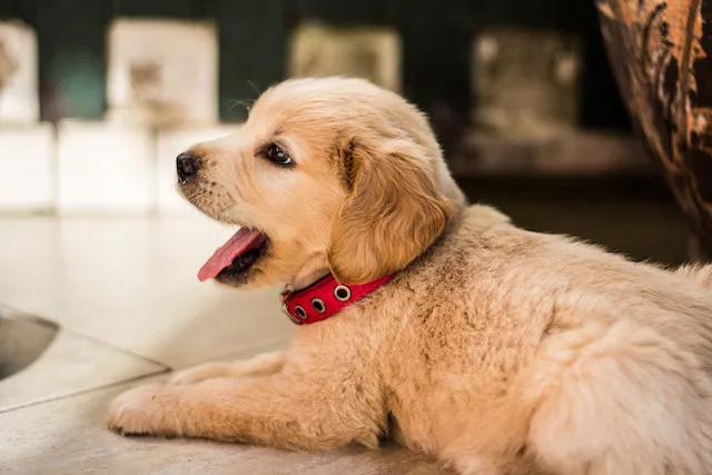Sunshine Pet Hospital 6