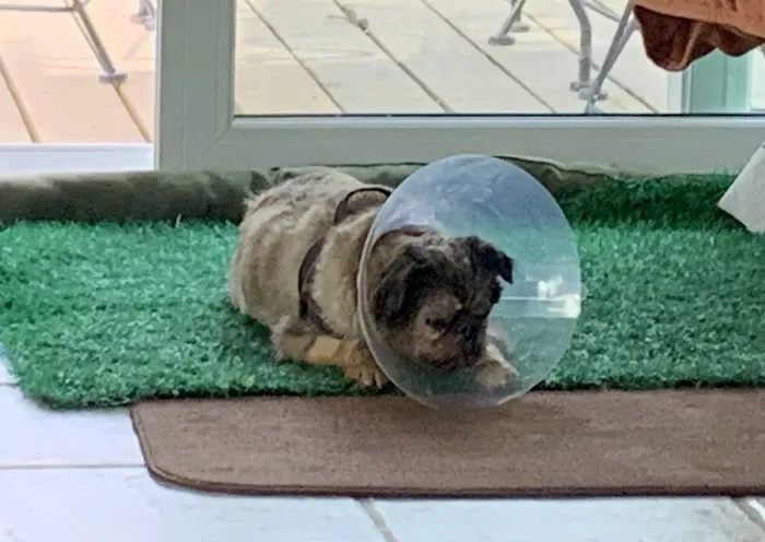 Animal Eye Consultants 2