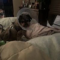 Animal Eye Consultants ico