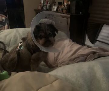 Animal Eye Consultants