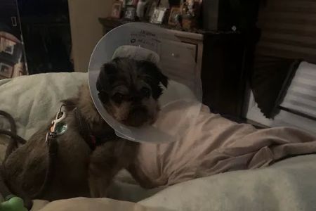 Animal Eye Consultants