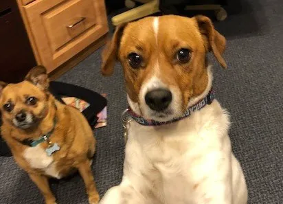 Argonne Animal Hospital 1